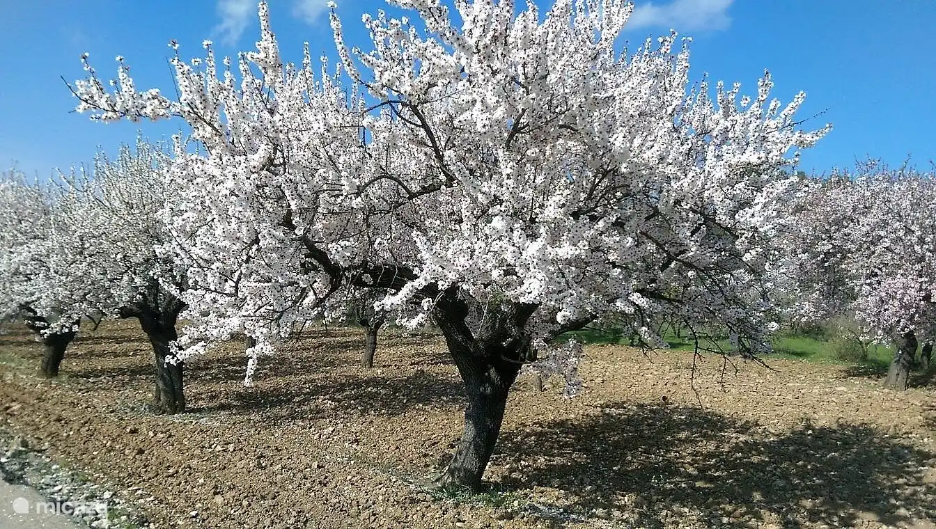 Amandelboom in bloei 