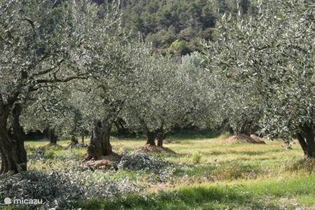 Nyons, in der Mitte der Olive Route