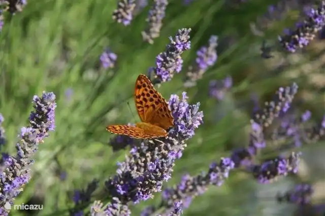 Docenas de mariposas buscan ansiosamente el néctar de la fragante lavanda. Junto con el omnipresente romero y el tomillo, el perfume provenzal te encuentra.