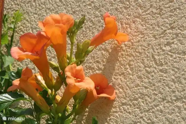 La flora realmente te hace respirar VACACIONES