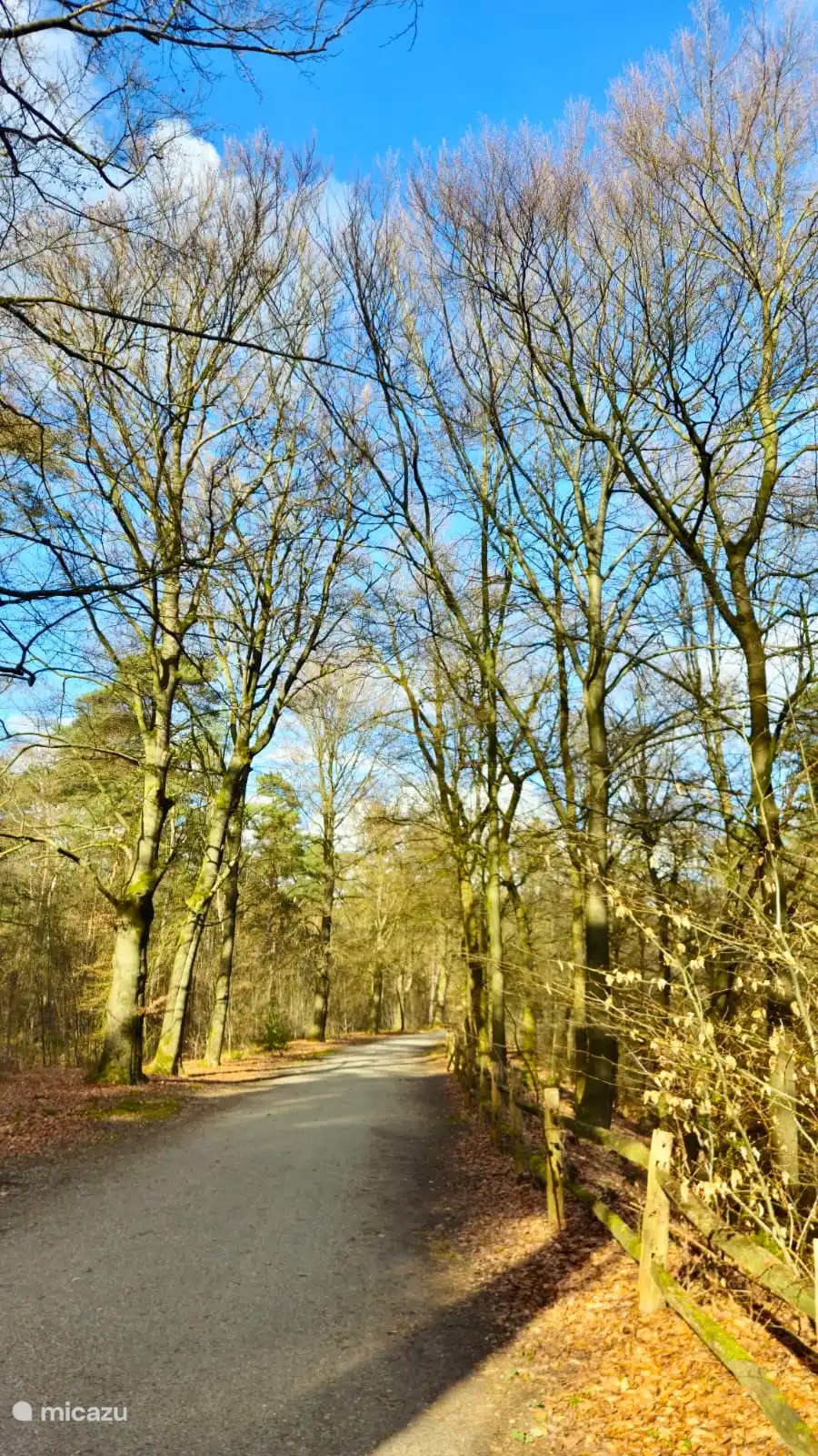 Wandelpad naar de Loenense waterval.
