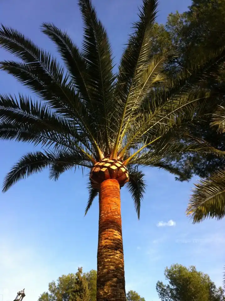 Unsere größte Palme ist 40 Jahre alt!