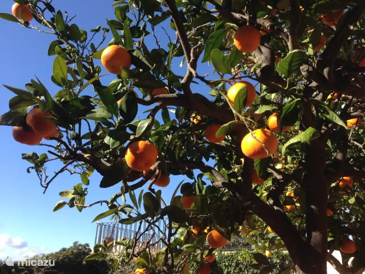 Wir haben auch eigene Zitrusbäume, darunter Mandarinen, Orangen, Zitronen usw.
