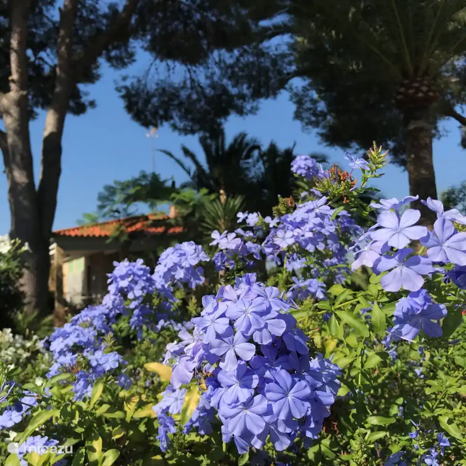 Die Plumbagos blühen im Sommer oft und lange