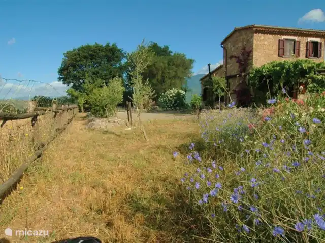 Valle degli Olivi | Italie, Campanie, Roccagloriosa - villa Beaucoup de sigorei qui fleurit de 07h00 à environ 13h00.