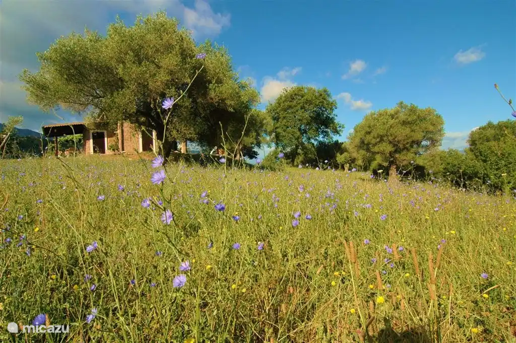 Umgeben von einem Blumenmeer.
