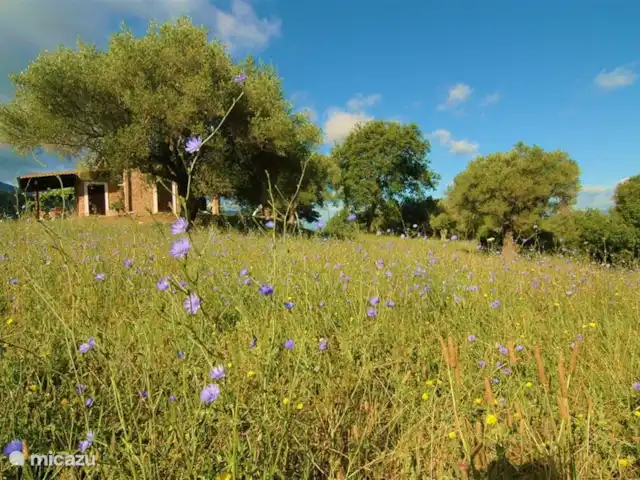 Valle degli Olivi | Italie, Campanie, Roccagloriosa - villa Entouré d'une mer de fleurs.