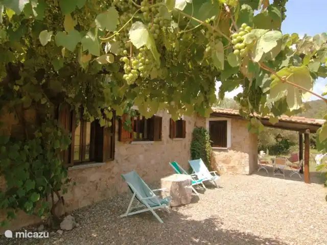 Valle degli Olivi | Italie, Campanie, Roccagloriosa - villa Beaucoup de raisins de table en octobre et novembre.