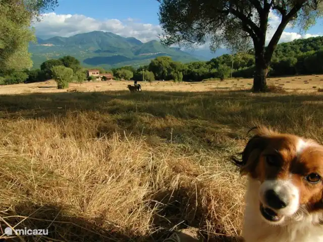 Valle degli Olivi | Italie, Campanie, Roccagloriosa - villa Un paradis pour vos animaux de compagnie aussi.