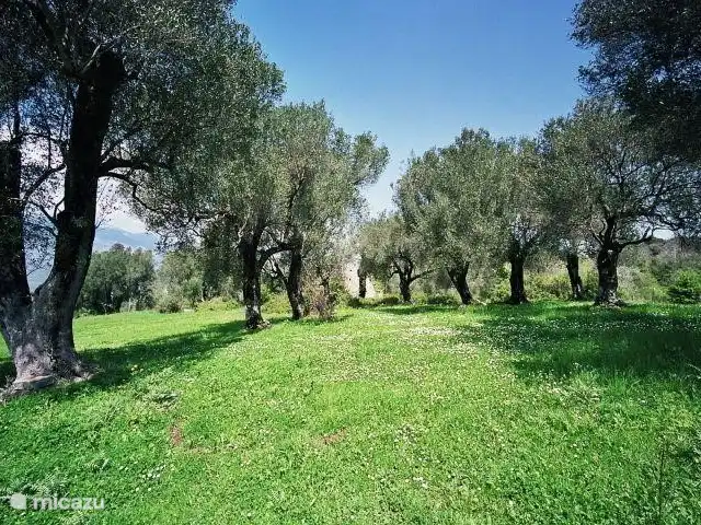 Valle degli Olivi | Italie, Campanie, Roccagloriosa - villa à proximité immédiate de la maison