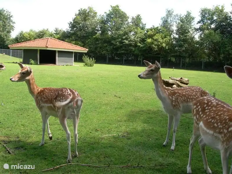 Auf dem Park befindet sich ein Streichelzoo - in der Nähe des Hauses. Von Montag bis Donnerstag können hier auch frische Eier gekauft werden.