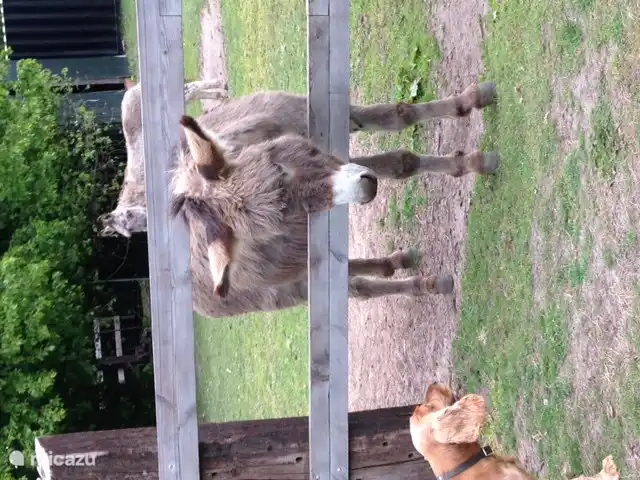 ....... iieaaah .... und, seien wir ehrlich, wie gefällt dir das Haus?
