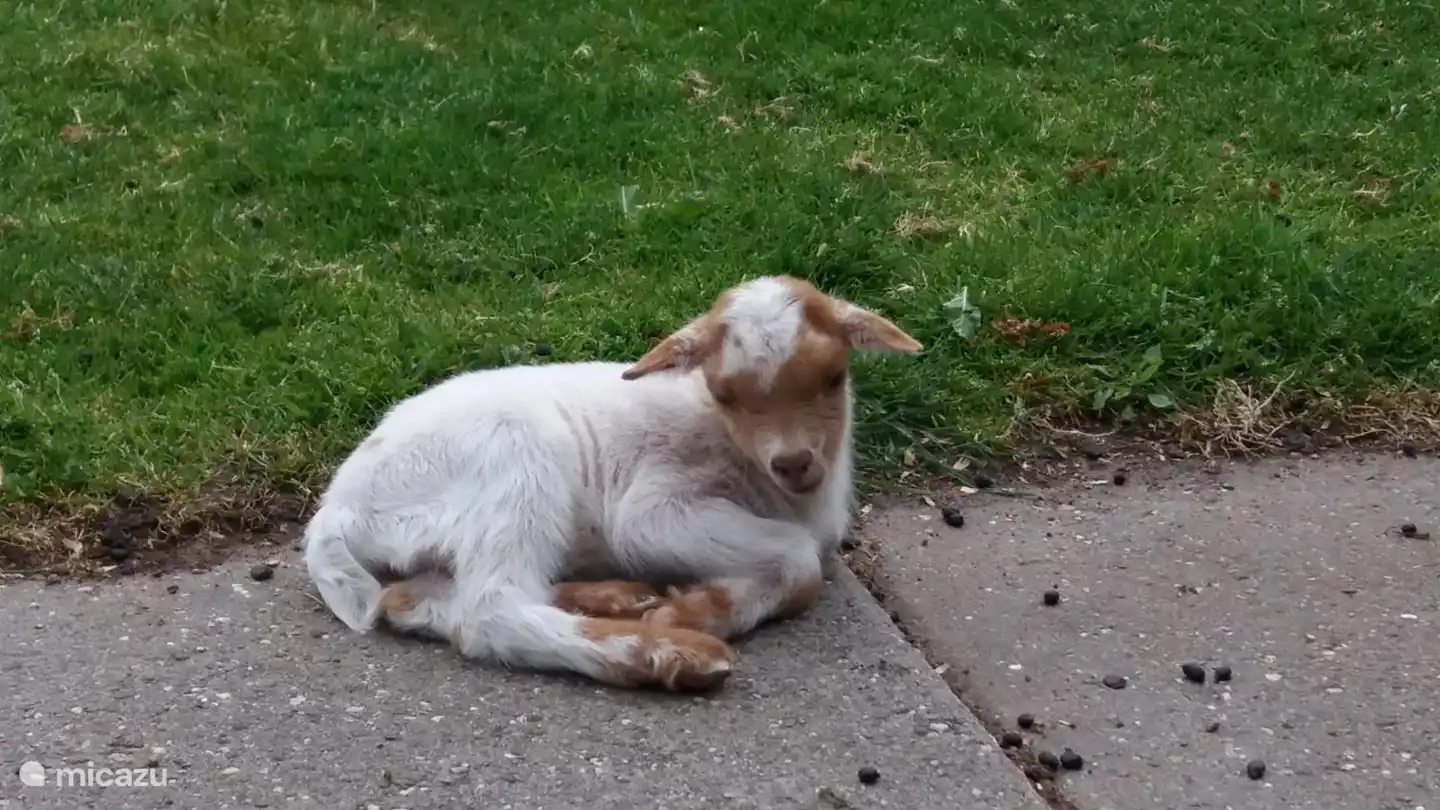 Süße Jungtiere. Kommen Sie auch in unseren Park in Gramsbergen?