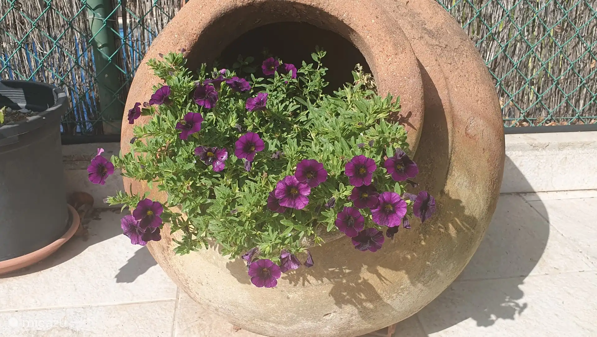 June 2025, this year no Berdolaga in the slanted pot, but summer bloomer Calibracha with its velvety deep purple flowers