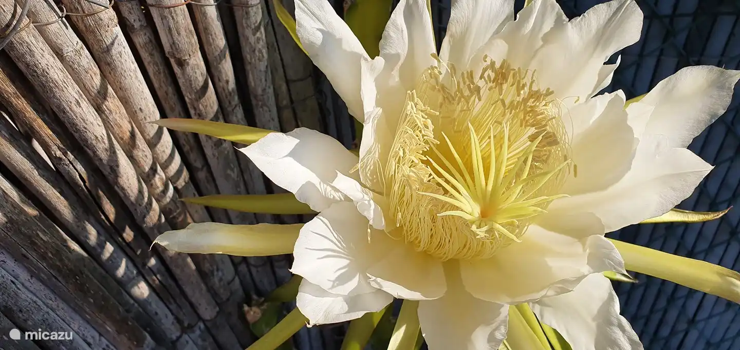 If you are lucky, this cactus will bloom in our own garden, during your stay. The flower opens at night and is at its best early in the morning, soon in the course of the morning it fades again.
