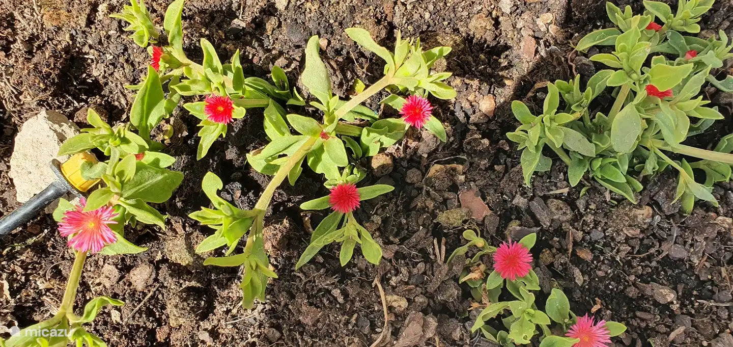 In the 2th yellow flower box there are small succulents (Aptenia Cordifolia) with red flowers
