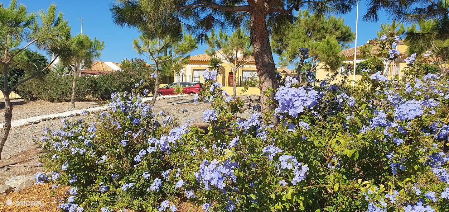 September 2023. The 'çampo' opposite our house has continued to grow, in late summer the bushes bloom with a sea of flowers