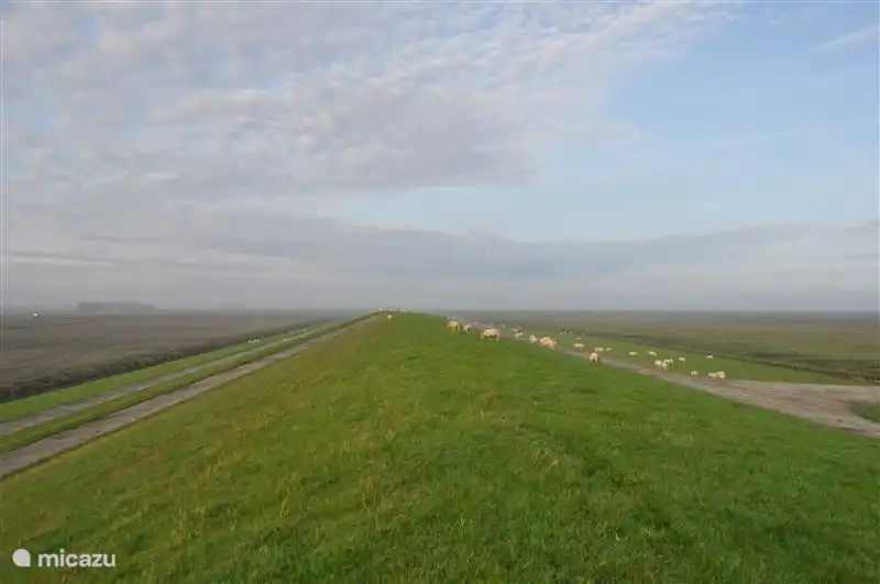 De l'appartement, vous pouvez faire du vélo ou marcher jusqu'au Waddendijk. Profitez de la vue sur les îles Wadden et les panoramas. Vous pouvez vous promener dans la réserve naturelle Het Noorderleech. Où des excursions sont régulièrement organisées. Le Noorderleech est connu pour les chevaux secourus sur le do