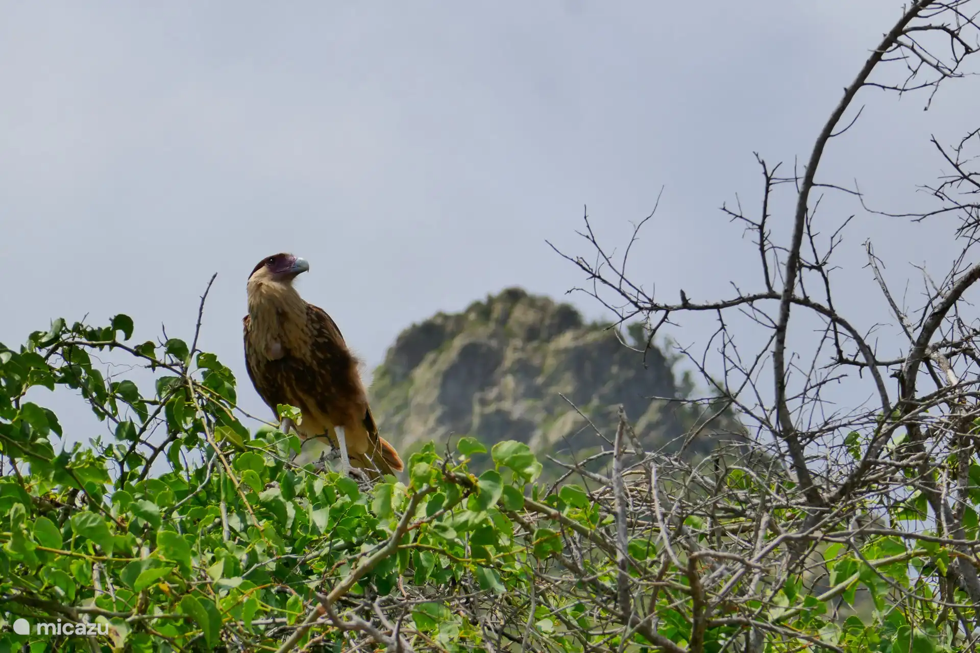 La Flora y la Fauna son un festín para los ojos