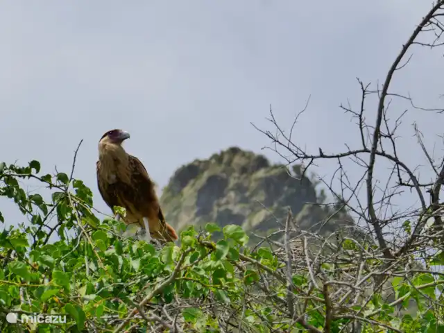 Location de Vacances Curaçao, Banda Ariba (est), Seru Coral, studio - Seru Coral Studio Happy Hour La flore et la faune sont un régal pour les yeux