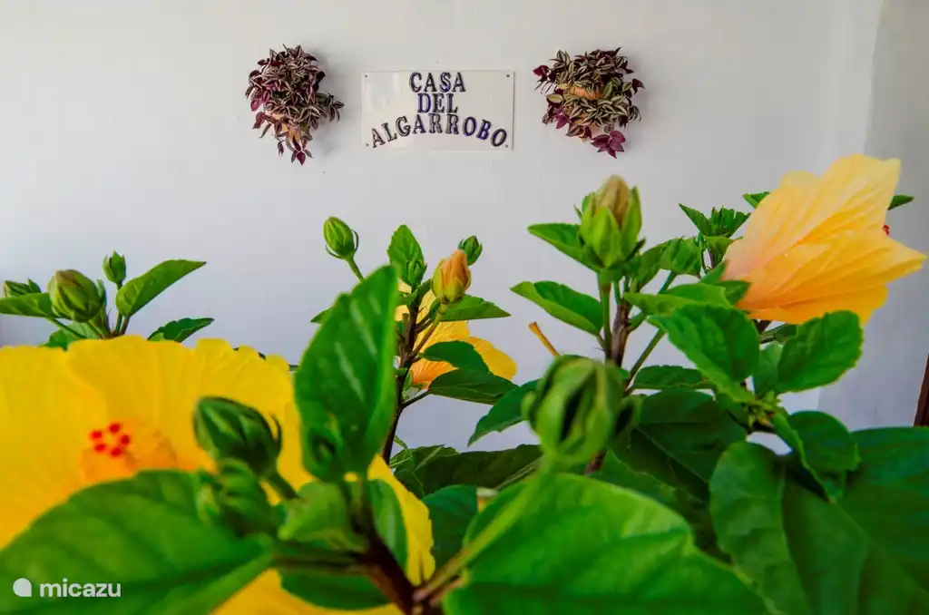 Welkom bij Casa del Algarrobo, gelegen in Los Capitos, provincie Andalusië. Nabij Torre del Mar (kuststadje) en Canillas de Aceituno. 

Via het pad naar beneden is onze woning aan het einde van het pad gelegen. Eerst vind je de ingang tot de grotere woning via de entree zoals weergegeven.