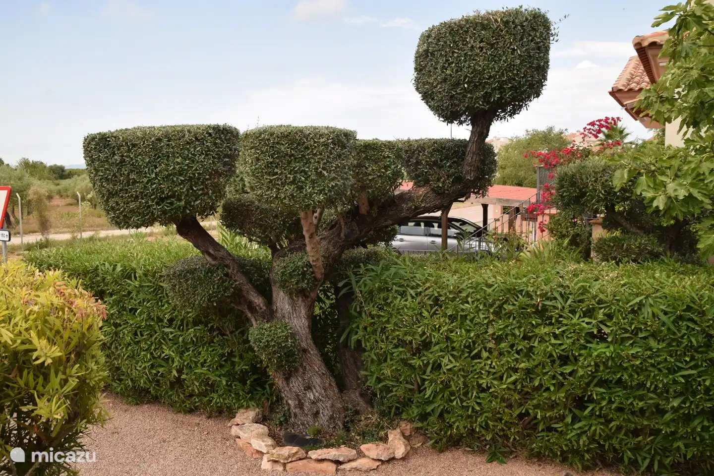 El viejo olivo en el jard&#237;n lateral de Droomhuis en el campo de golf. La forma de poda se llama Bonsai