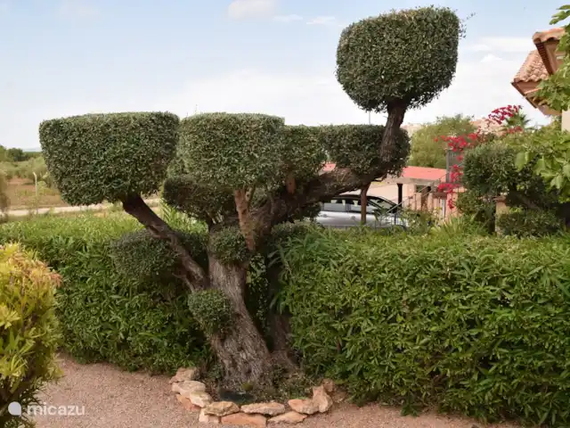 Maison de rêve sur golf**** | Espagne, Costa del Azahar, Sant Jordi - villa Le vieil olivier dans le jardin latéral de Droomhuis sur le terrain de golf. La forme de taille s'appelle Bonsai