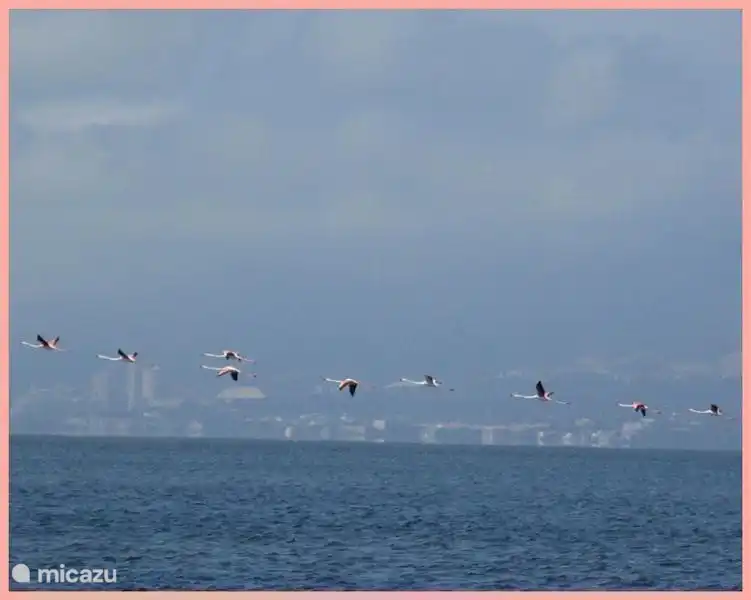 Vuelo de flamencos en Sant Carles de R&#225;pita, Delta del Ebro