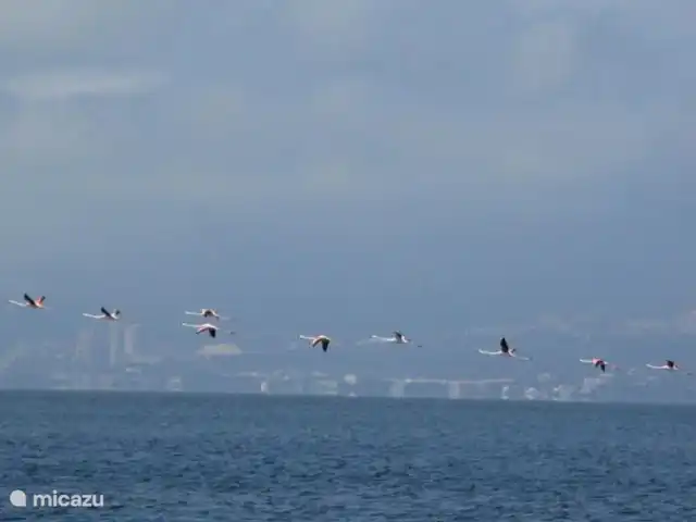 Maison de rêve sur golf**** | Espagne, Costa del Azahar, Sant Jordi - villa Vol de flamants roses à Sant Carles de Rápita, Delta de l'Èbre