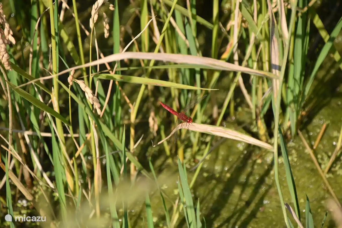 Lib&#233;lula en un campo de arroz, Delta del Ebro