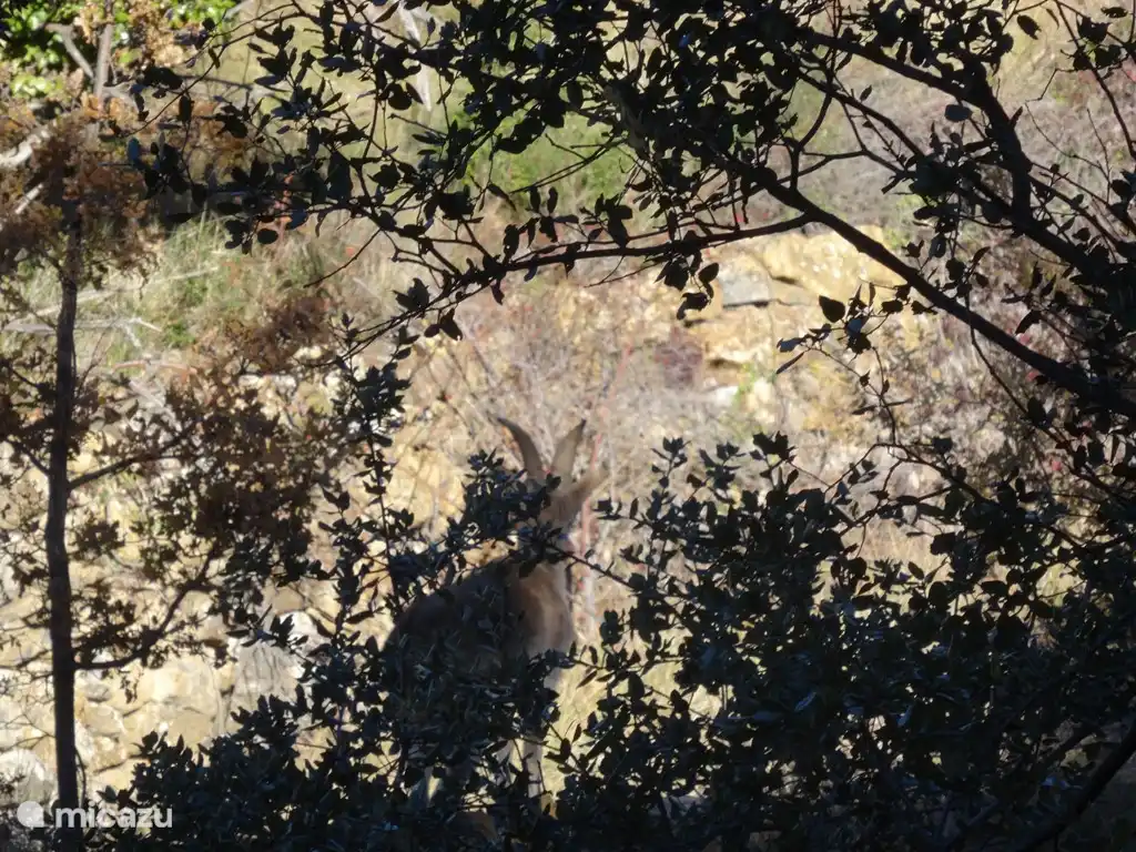 En ocasiones es posible ver cabras montesas en el Parque Natural de la Tinen&#231;a de Benifass&#225;