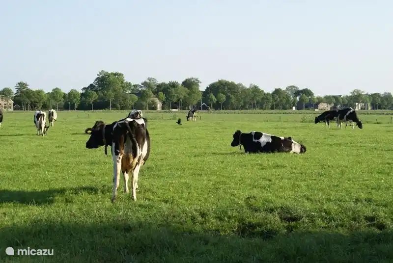 Uitzicht vanuit de woonkamer