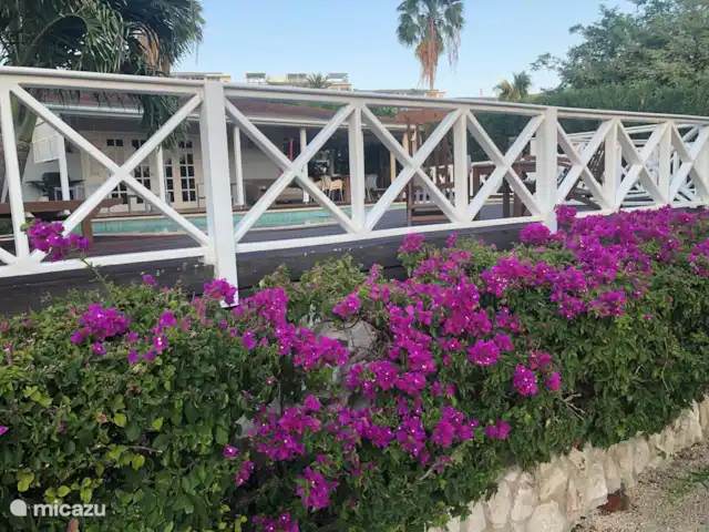 Location de Vacances Curaçao, Curaçao-Centre, Willemstad, maison de vacances - 'Casa Troepial' avec piscine privée Bougainvillier.