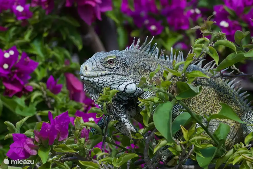 Unfair flowers eater