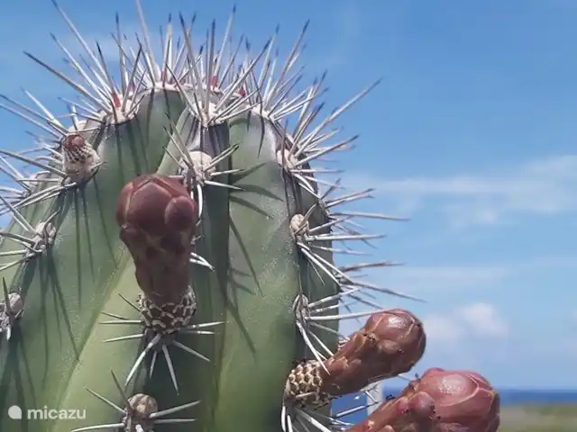 Location de Vacances Curaçao, Curaçao-Centre, Willemstad, maison de vacances - 'Casa Troepial' avec piscine privée Cactus en fleurs.