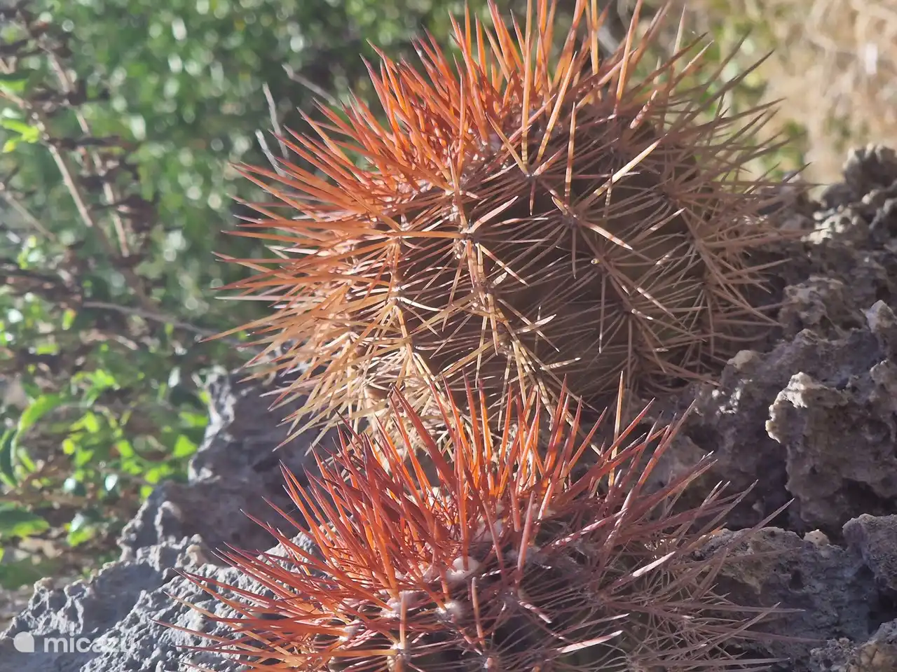 A very common ball cactus