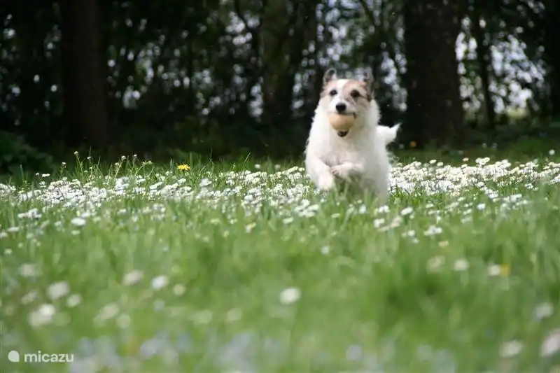 Auch Ihr Hund ist willkommen