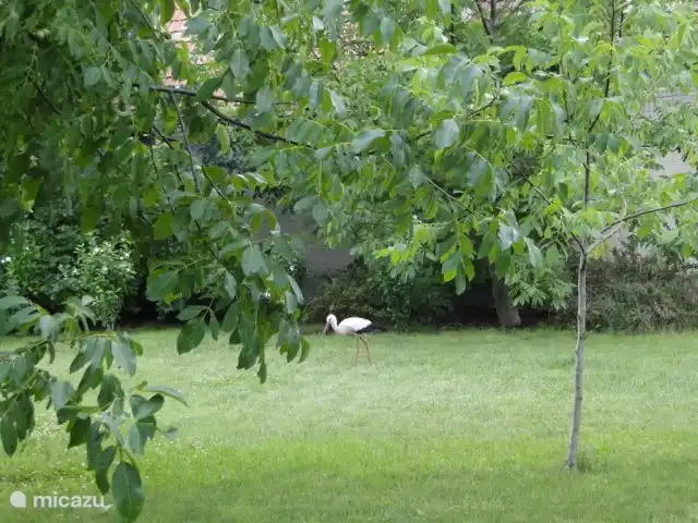 Ein Storch landete im Garten