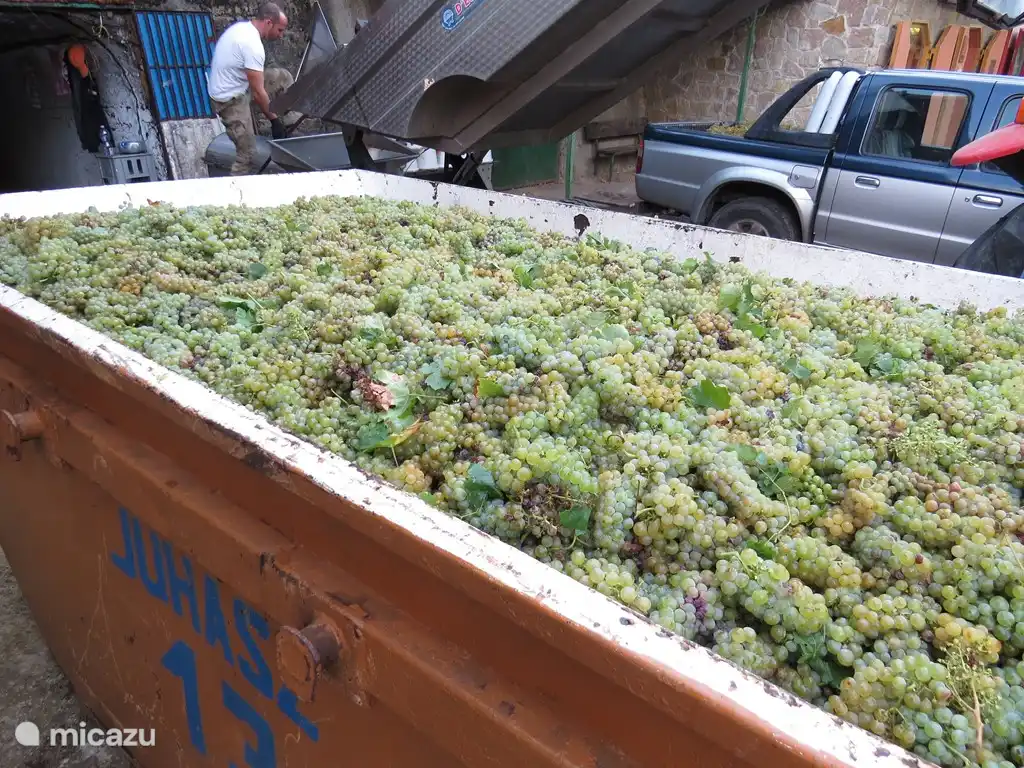 Weinjuwelen zu einem guten Preis