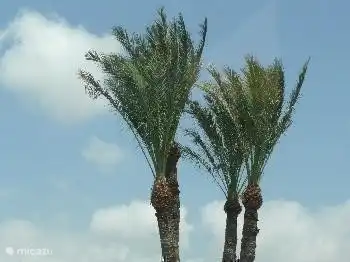 Se ven palmeras en abundancia en Denia.