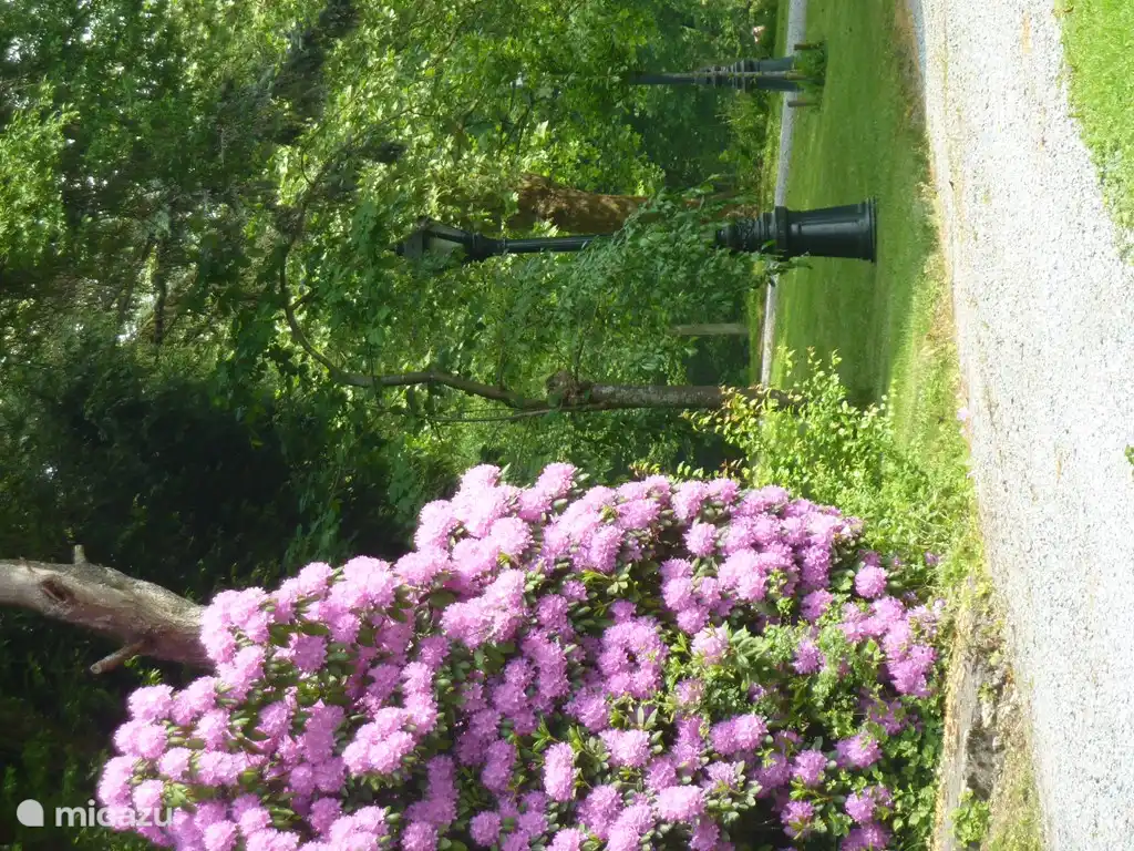 Park mit Rhododendron und Laterne