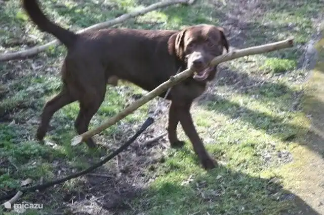 Hunde, die spielen zu genießen