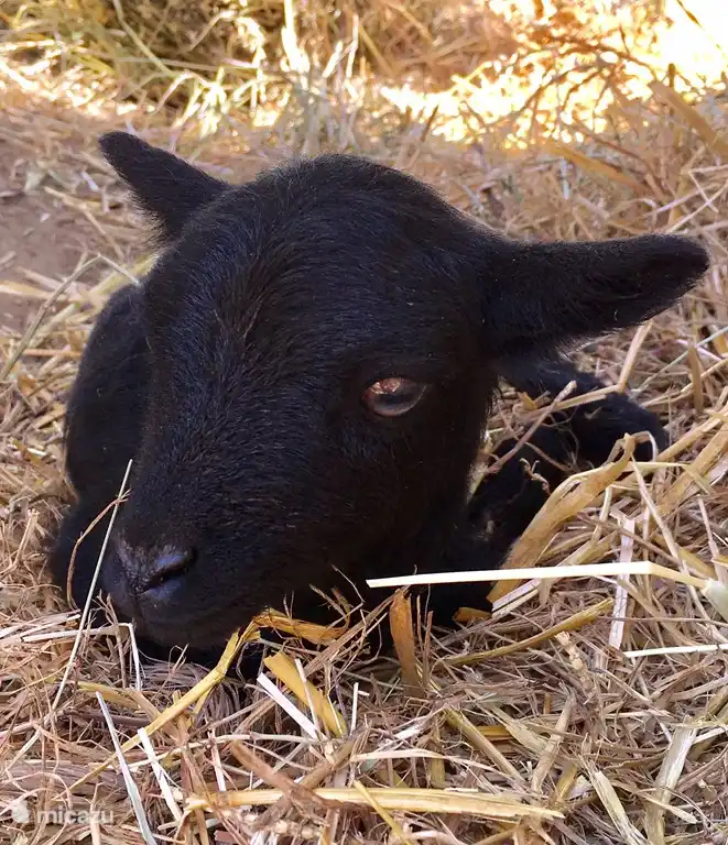 Rent Podere Le Tortore In Vinci Tuscany Micazu