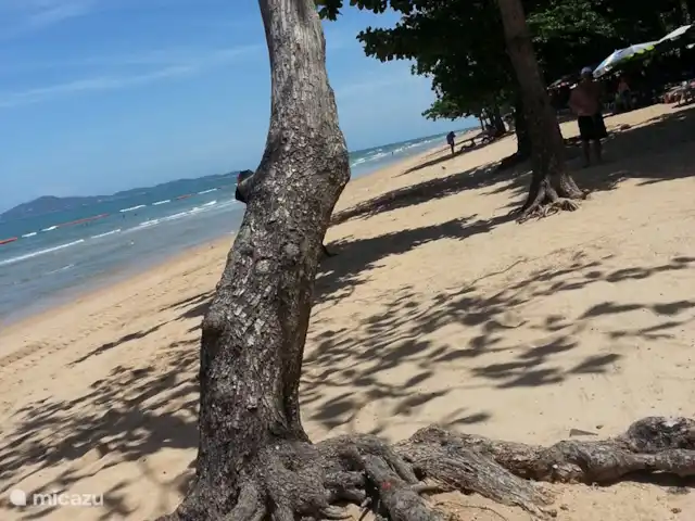 Appartement à Pattaya | Thaïlande, Côte orientale du golfe, Pattaya - studio arbre de plage