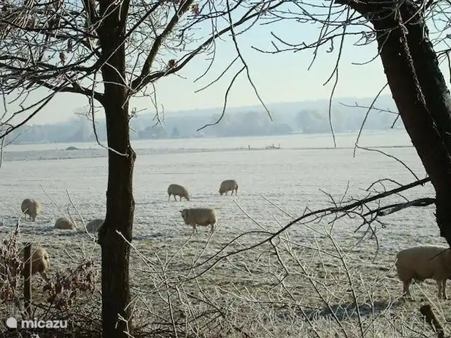 Location de Vacances Pays-Bas, Overijssel, Giethmen, bungalow - D`Ommekeer Scène d'hiver à côté du parc