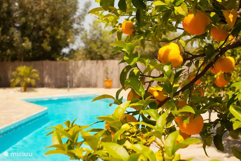 Mehrere Obst- und Olivenbäume