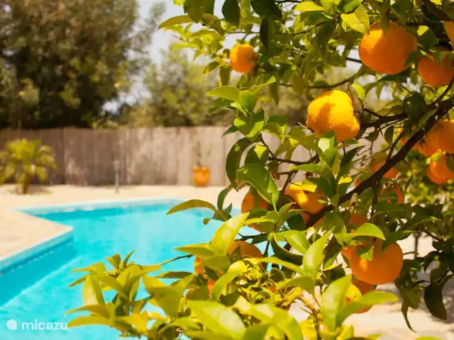 Location de Vacances Grèce, Crète, Rethymnon, villa - Villa Zeus Prinès Plusieurs arbres fruitiers et oliviers