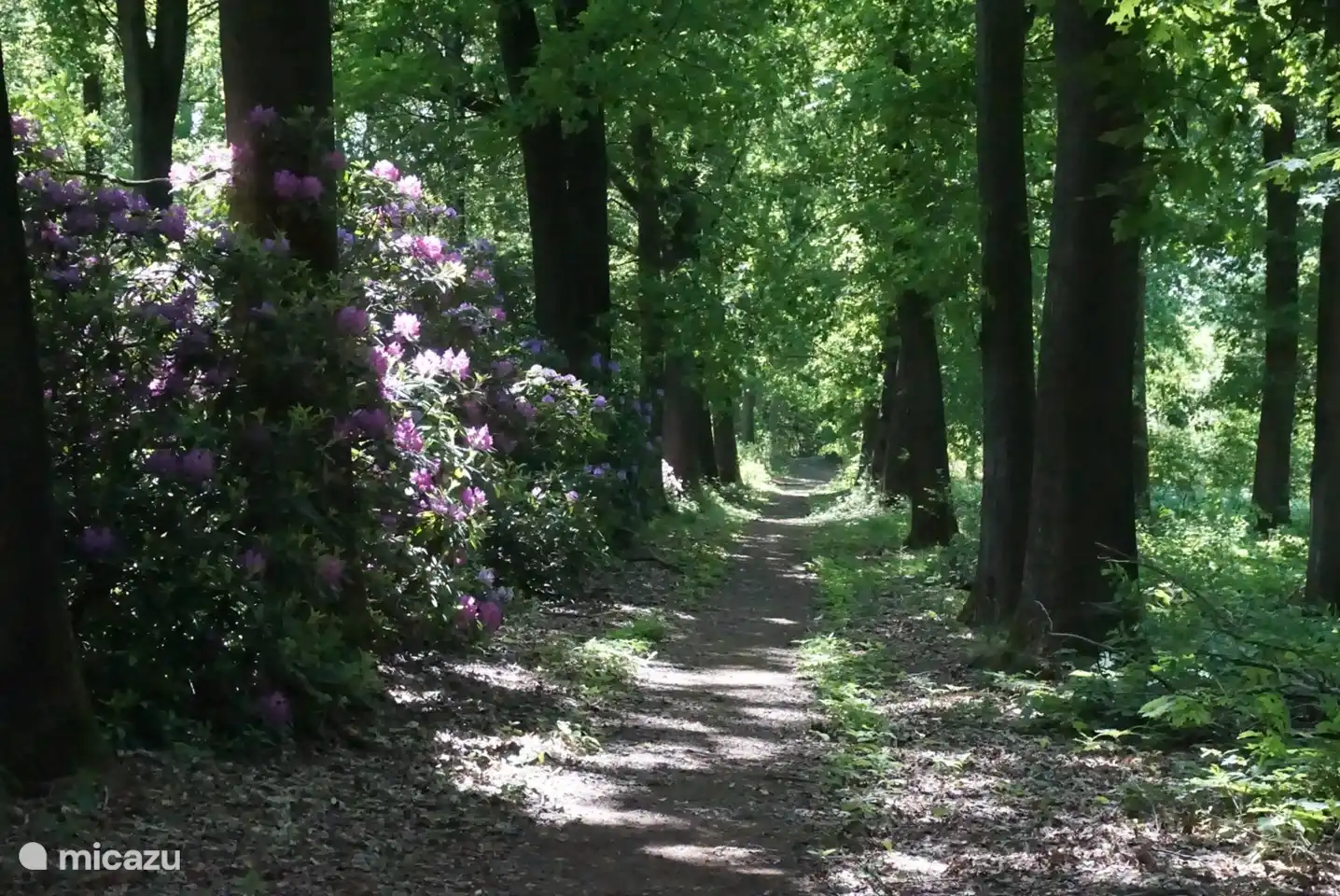 Verliebte Gasse in blühende Rhododendren gegenüber dem Bauernhof