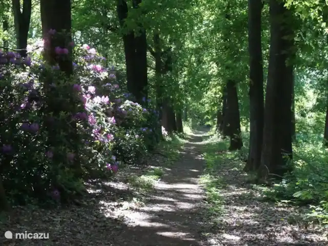 El Broekhof en Países Bajos, Güeldres, Klarenbeek - casa vacacional Carril enamorado de los rododendros en flor frente a la granja