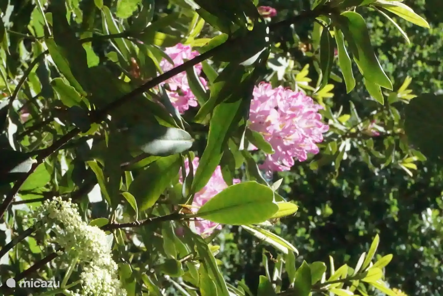 Blühender Rhododendron im Wald 